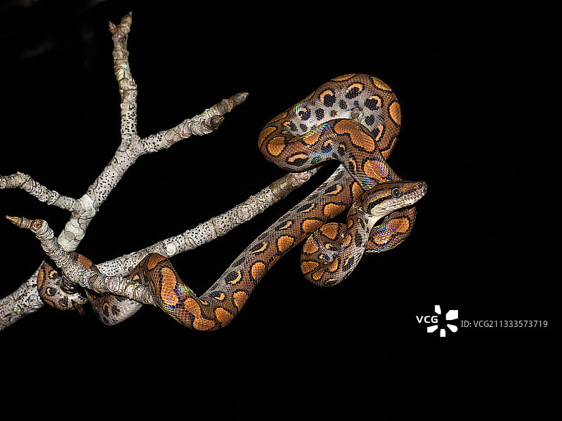 巴西彩虹蚺（Epicrates c. cenchria），幼蛇，亚马逊，巴西，六月图片素材