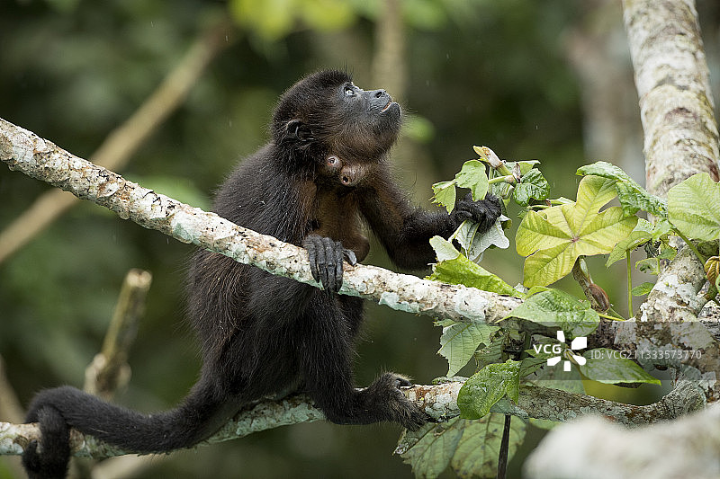 带斗篷吼猴与蝇蛆，巴拿马甘博阿图片素材