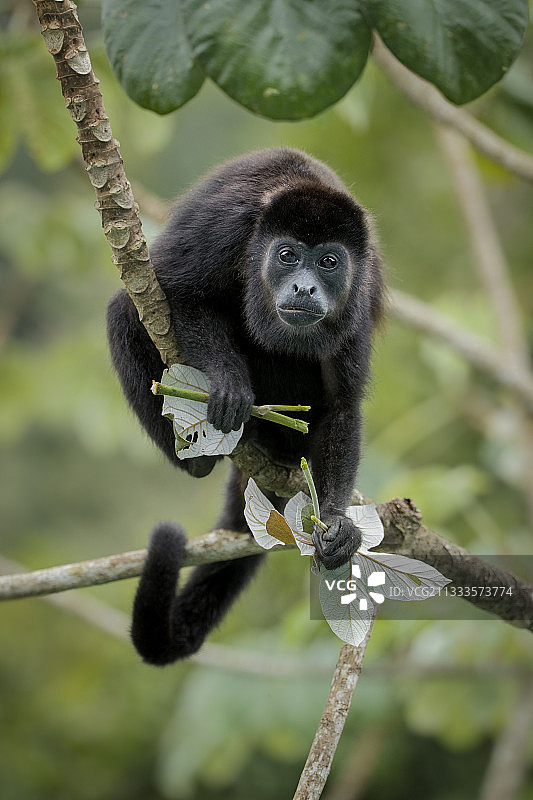 披肩吼猴攀附在树叶上，巴拿马甘博亚图片素材