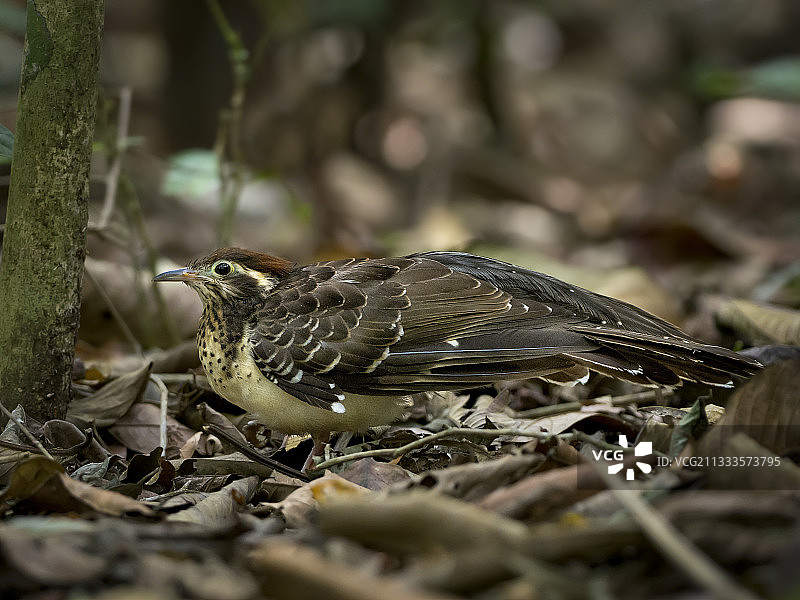 鹧鸪杜鹃鸟，巴拿马甘博阿，三月图片素材