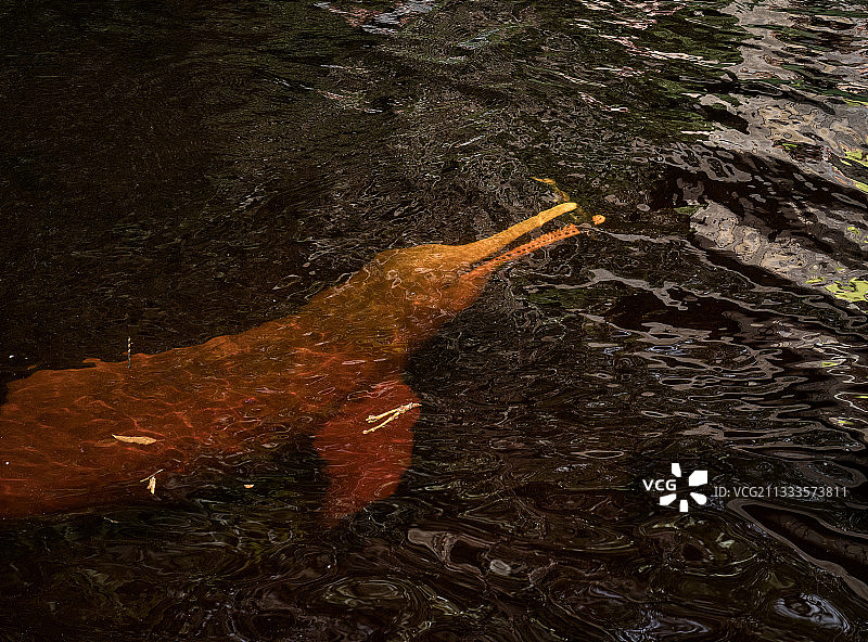 亚马逊河豚（Inia geoffrensis）在巴西亚马逊地区捕食鱼类，六月图片素材