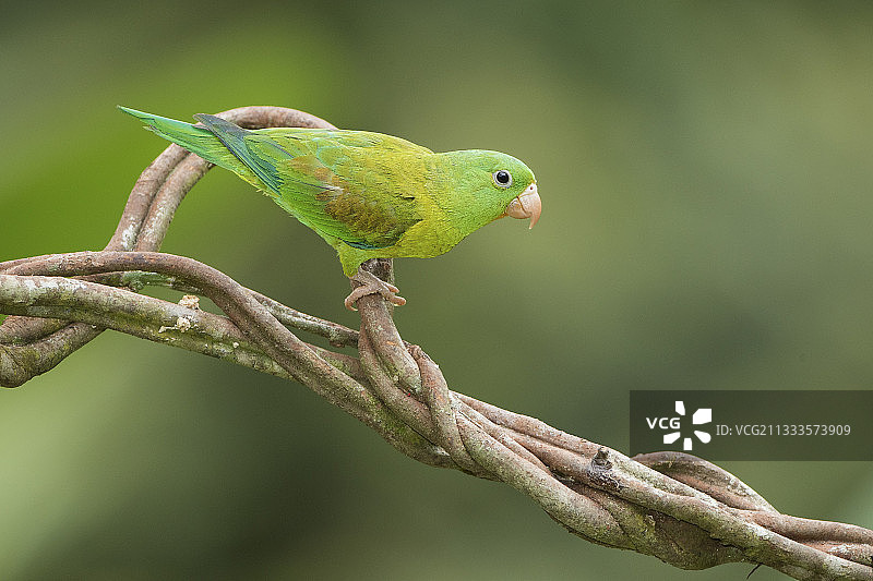 巴拿马甘博阿的橙颏鹦鹉图片素材