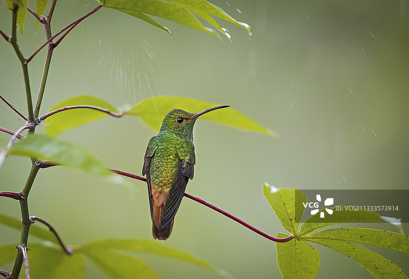 红尾蜂鸟 (Amazilia tzacatl)，在巴拿马奇里基的降雨中被树叶覆盖图片素材