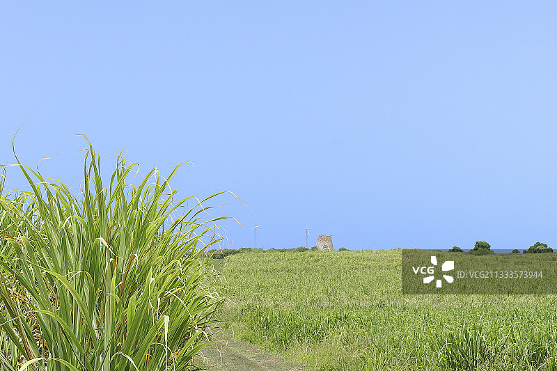 马尾藻增值解决方案：马尾藻壳可用作甘蔗田的钾肥，路易港，瓜德罗普图片素材