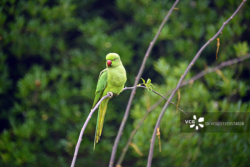 法国法兰西岛上的红领绿鹦鹉图片素材