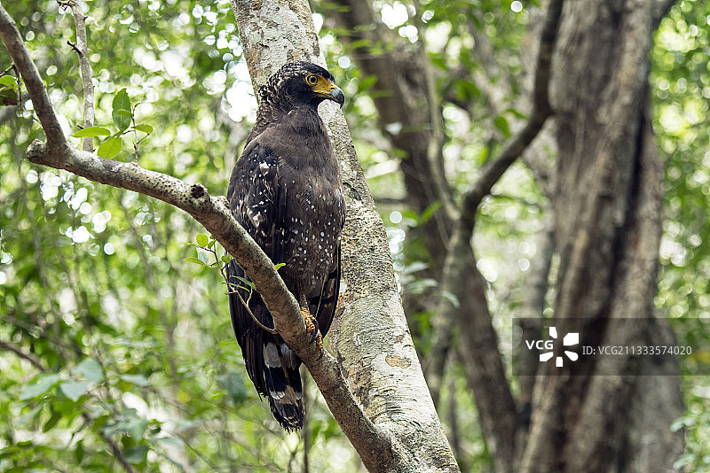 蛇雕（Spilornis cheela）图片素材