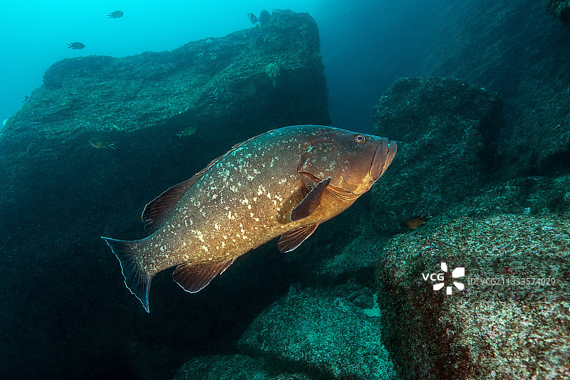 大西洋葡萄牙亚速尔群岛的鞍带石斑鱼图片素材