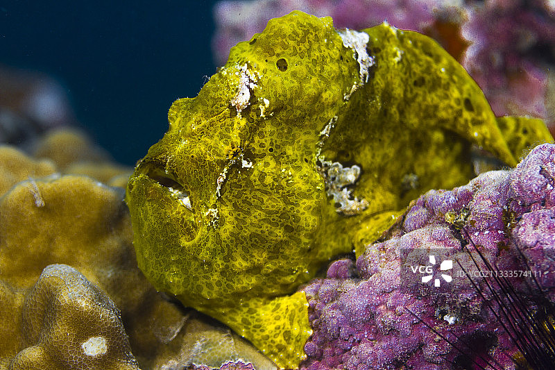 法属波利尼西亚塔希提岛康氏躄鱼头部左前方视角图片素材