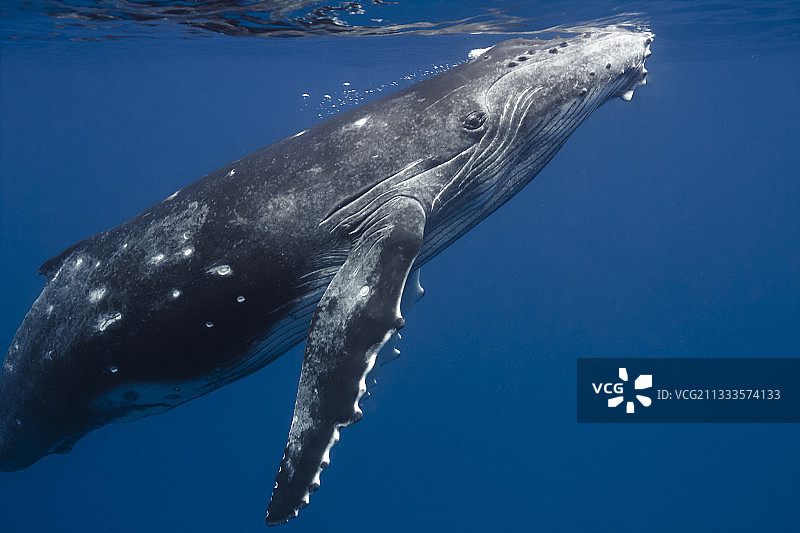 座头鲸（Megaptera novaeangliae）的右侧视图，法属波利尼西亚塔希提岛图片素材