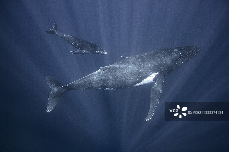 年轻鲸鱼和座头鲸（Megaptera novaeangliae）在水面下的俯视图，法属波利尼西亚塔希提岛图片素材