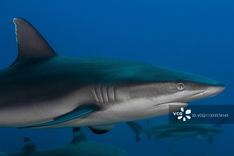 灰鲨（Carcharhinus amblyrhynchos）右侧视图特写，法属波利尼西亚塔希提岛图片素材