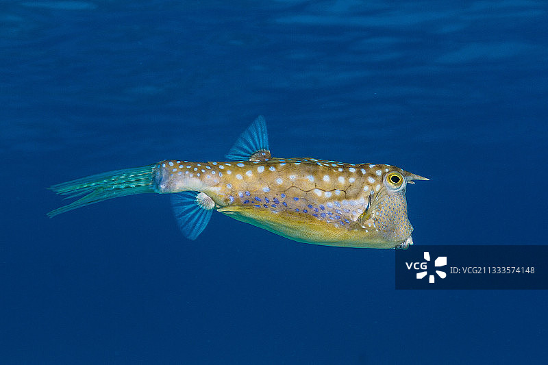 法属波利尼西亚塔希提岛左侧长角箱鲀（Lactoria cornuta）的特写图片素材