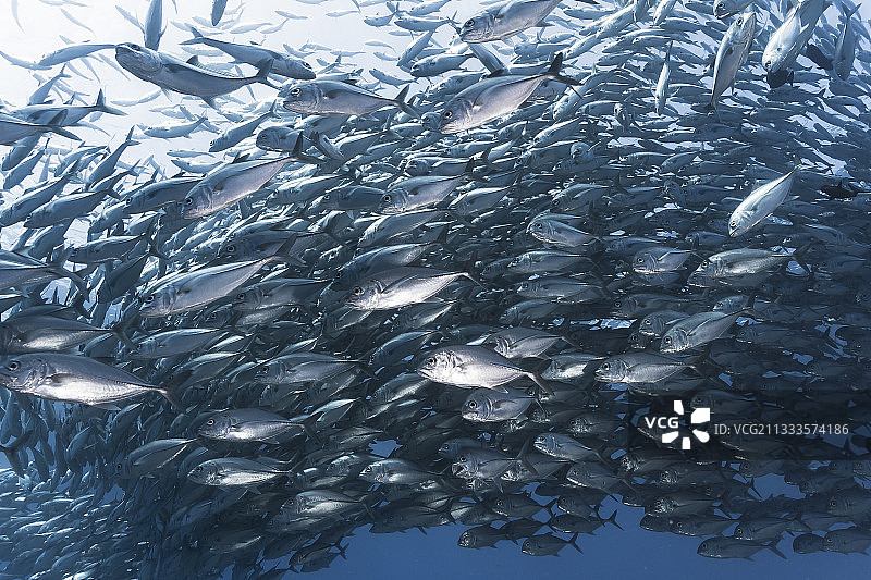 法属波利尼西亚塔希提岛大眼鲷鱼群（Caranx sexfasciatus）左侧特写图片素材