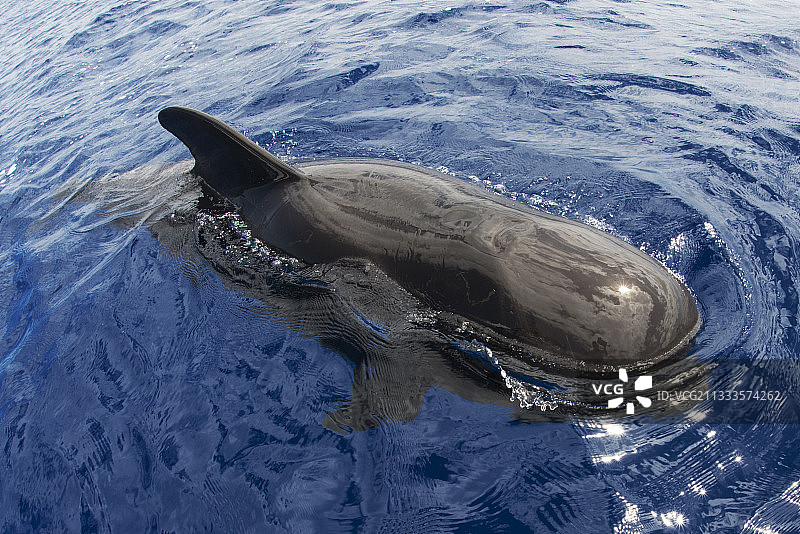 在海面上的领航鲸（Globicephala macorhynchus）。特内里费岛，加那利群岛。图片素材