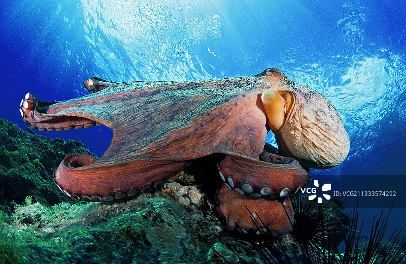 章鱼。拉戈梅拉岛，加那利群岛图片素材