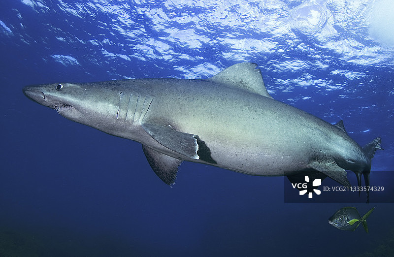 小齿沙虎鲨，耶罗岛海底。加那利群岛。图片素材