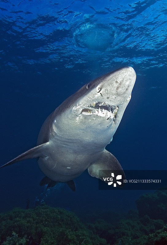 小齿沙虎鲨，耶罗岛海底。加那利群岛。图片素材