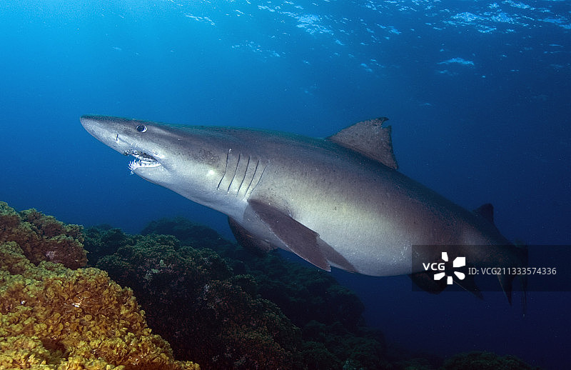 小齿沙虎鲨，耶罗岛海底。加那利群岛。图片素材