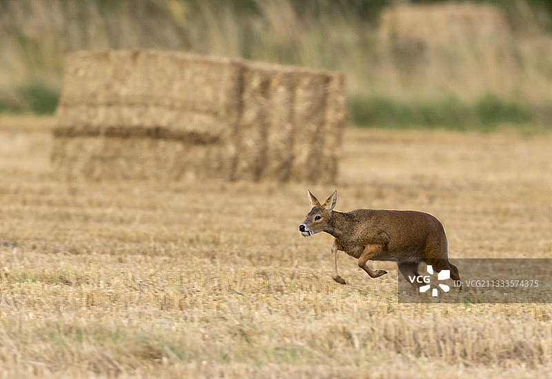 在英国奔跑的中华水鹿图片素材
