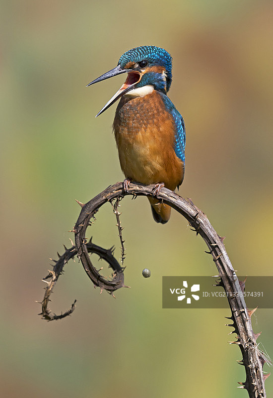 翠鸟吐鱼骨，英国，夏季图片素材
