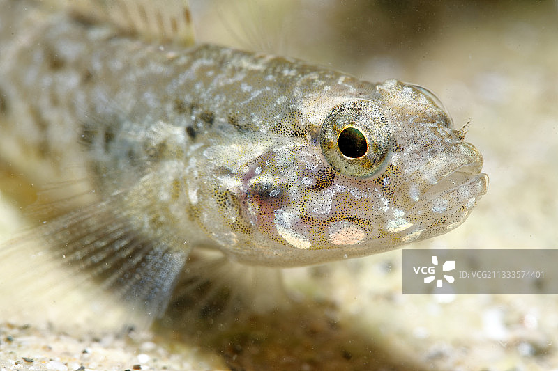 大西洋奥莱龙岛礁石虾虎鱼特写图片素材