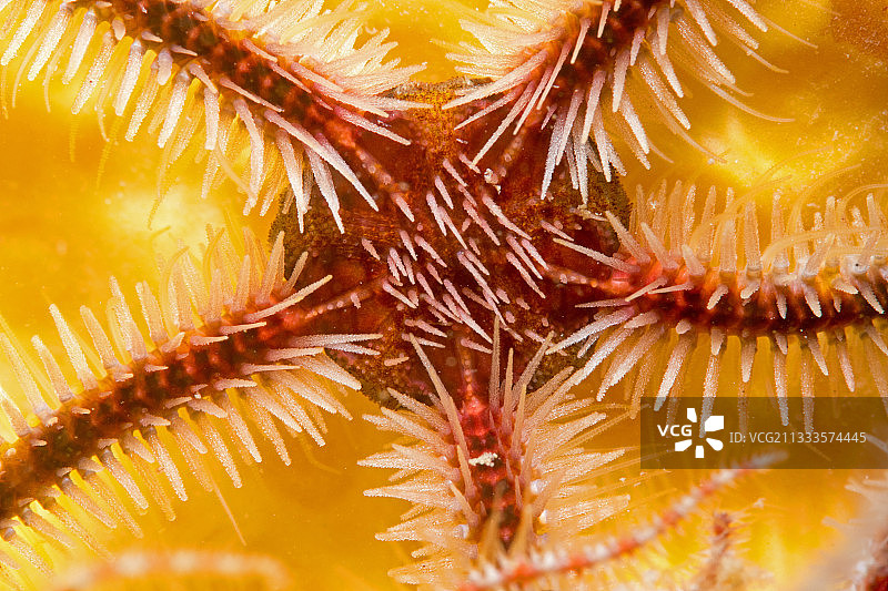 脆海蛇尾细节图，法国奥莱龙岛附近，大西洋图片素材