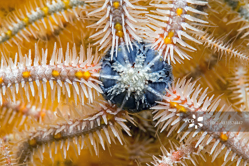 脆海蛇尾细节图，法国奥莱龙岛附近，大西洋图片素材