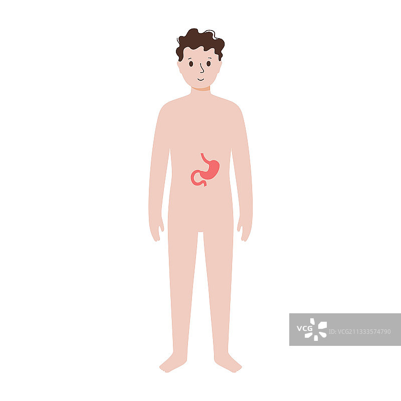 男性身体内部器官图片素材