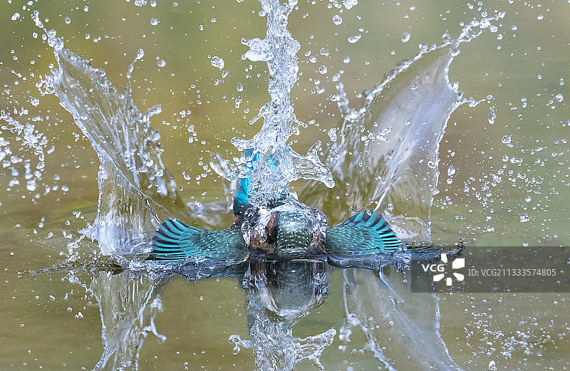 翠鸟（Alcedo atthis），雌性潜入水中捕鱼，英国，夏季图片素材