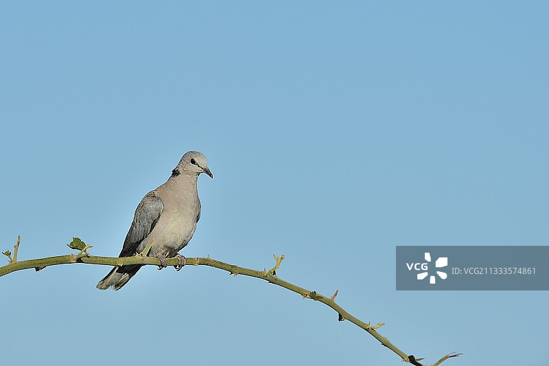 博茨瓦纳，枯树上的环颈鸽图片素材
