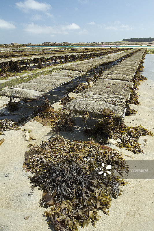 巨牡蛎养殖场，法国阿摩尔滨海图片素材