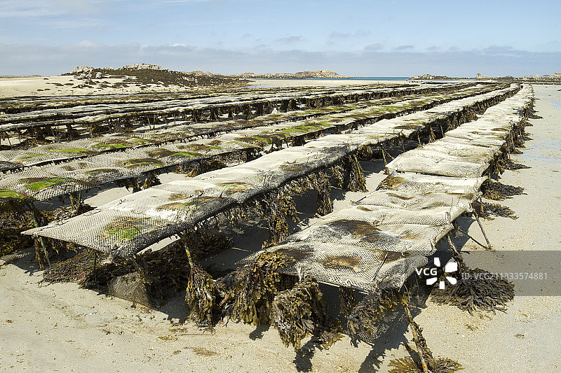 巨牡蛎养殖场，法国阿摩尔滨海图片素材