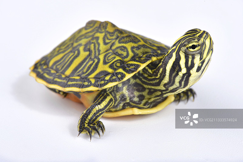 白色背景上的佛罗里达红肚龟(Pseudemys nelsoni)图片素材