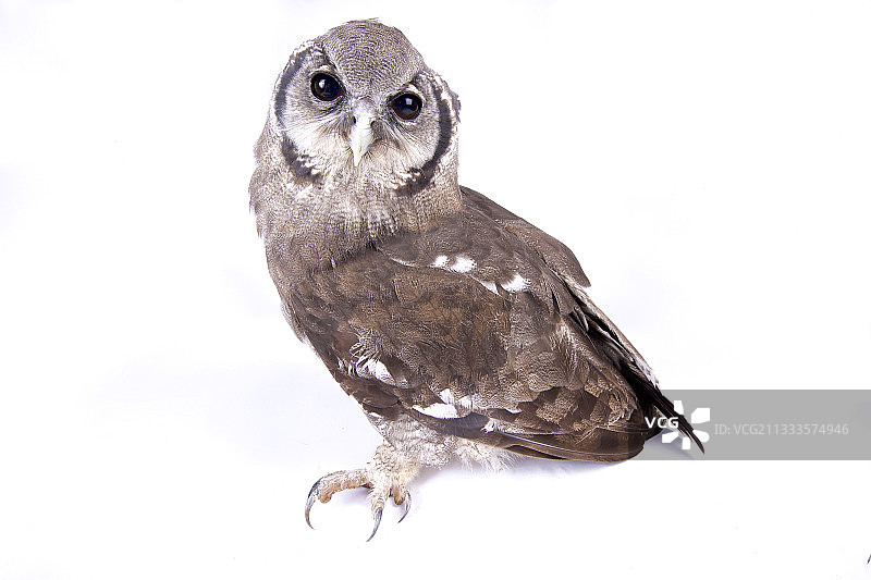佛氏雕鸮，白色背景图片素材