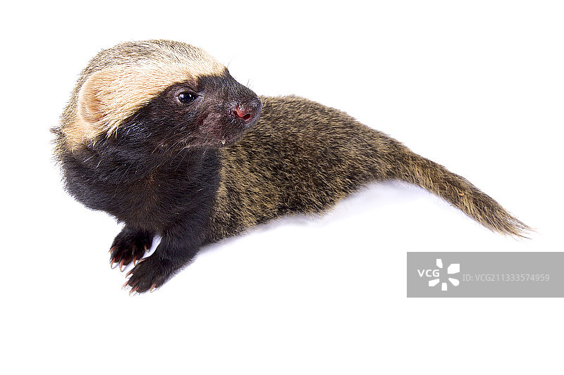 白色背景上的小灰鼬图片素材