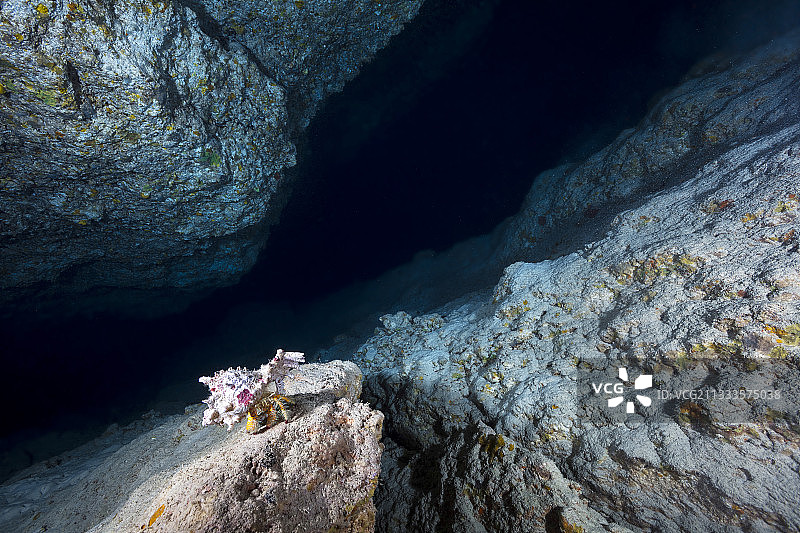 洞穴底部的多毛黄色寄居蟹图片素材