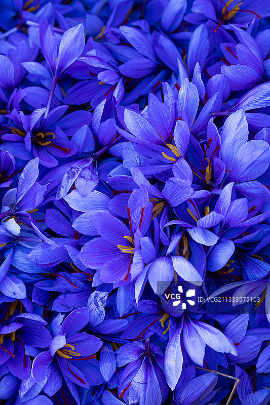 莱斯加里格斯的番红花，塞特河谷，莱斯加里格斯，莱里达，加泰罗尼亚，西班牙图片素材