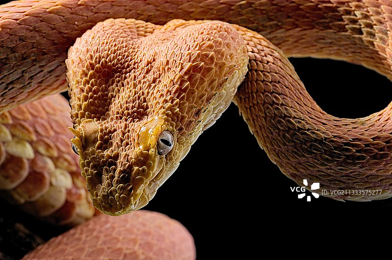 睫毛蝰蛇在黑色背景上的肖像图片素材