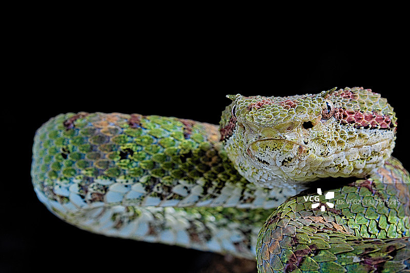 睫毛蝰蛇在黑色背景上的肖像图片素材