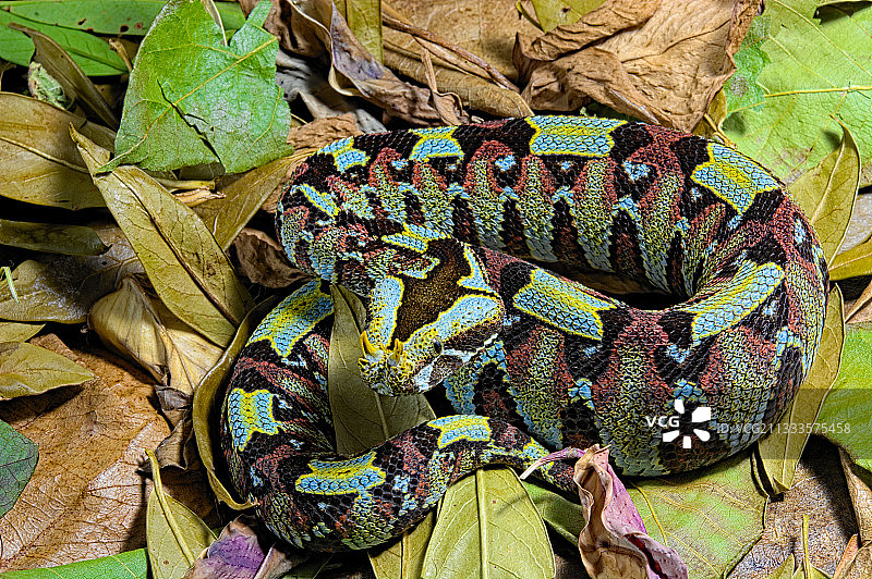 树鼻蝰蛇图片素材