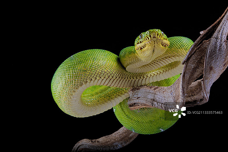 黑背景上的翠绿树蟒(Corallus caninus)图片素材