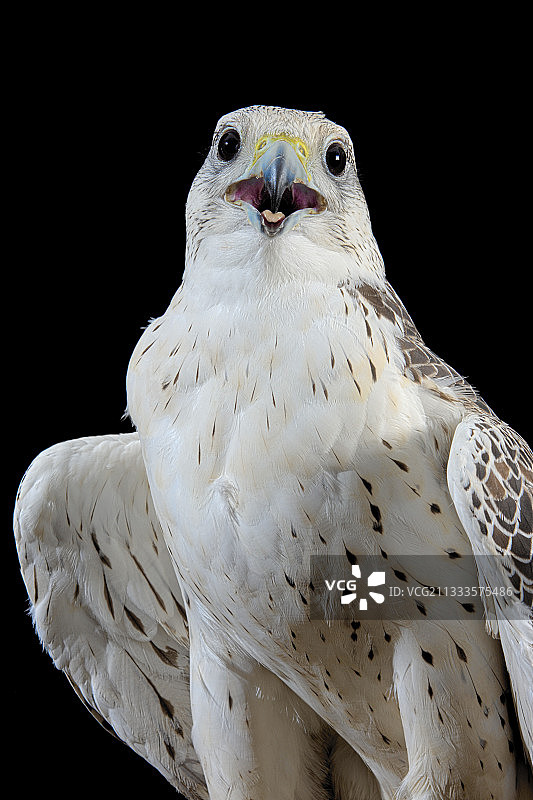 矛隼X猎隼（Faclo rusticolus X Falco cherrug）在黑色背景上的肖像图片素材