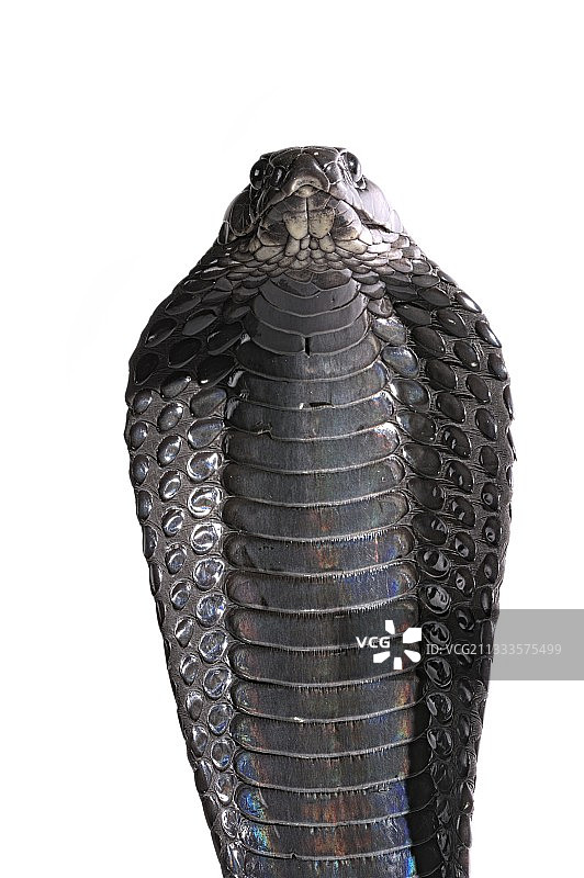 白色背景摩洛哥黑眼镜蛇肖像图片素材