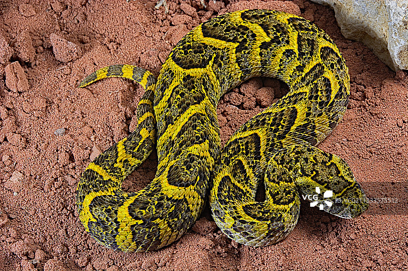 鼓腹巨蝰（Bitis arientans）在沙地上，来自刚果的标本图片素材