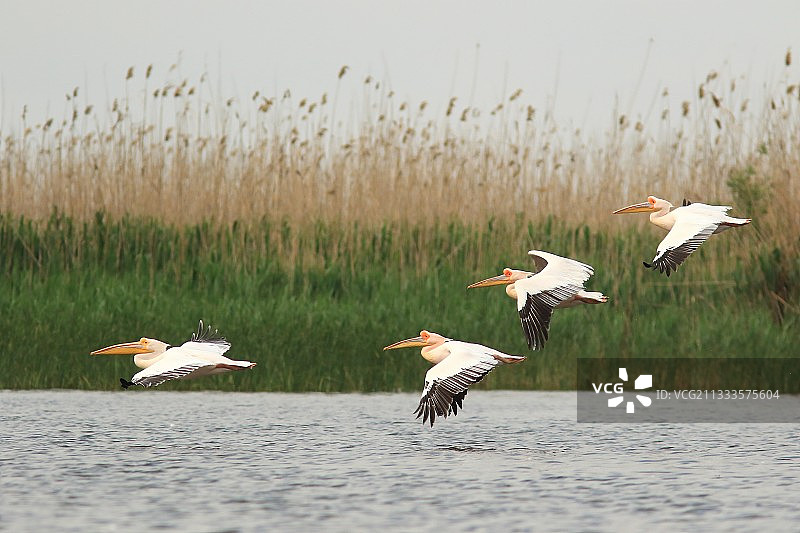 春季，成群的大白鹈鹕在芦苇荡前飞行图片素材