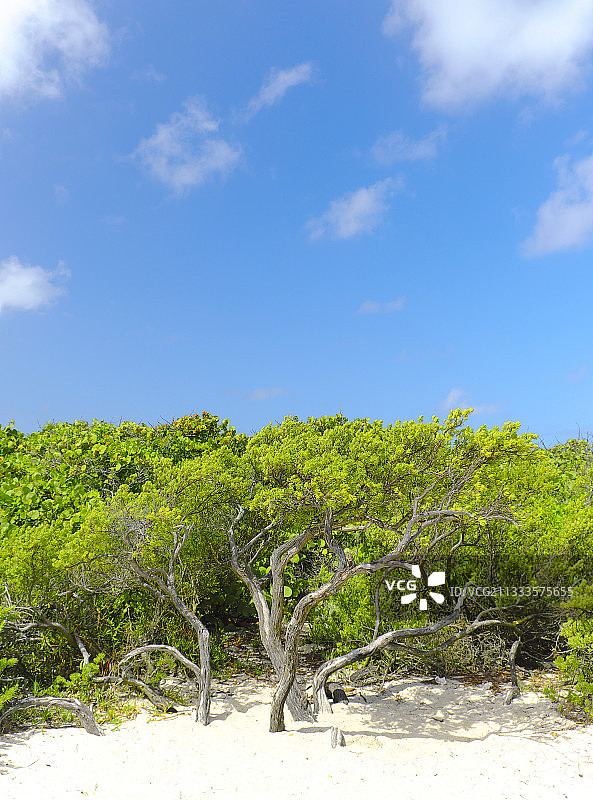 瓜德罗普岛沙滩附近的植被图片素材