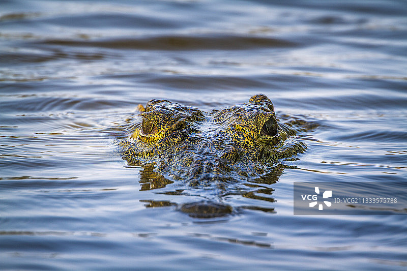克鲁格国家公园的尼罗鳄，南非图片素材