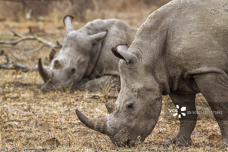 南非克鲁格国家公园的南方白犀牛图片素材