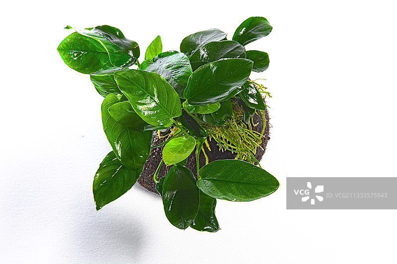 椰子上的小榕图片素材