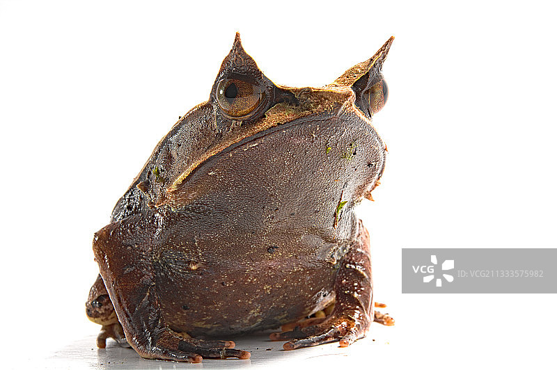 白色背景上的长鼻角蛙图片素材